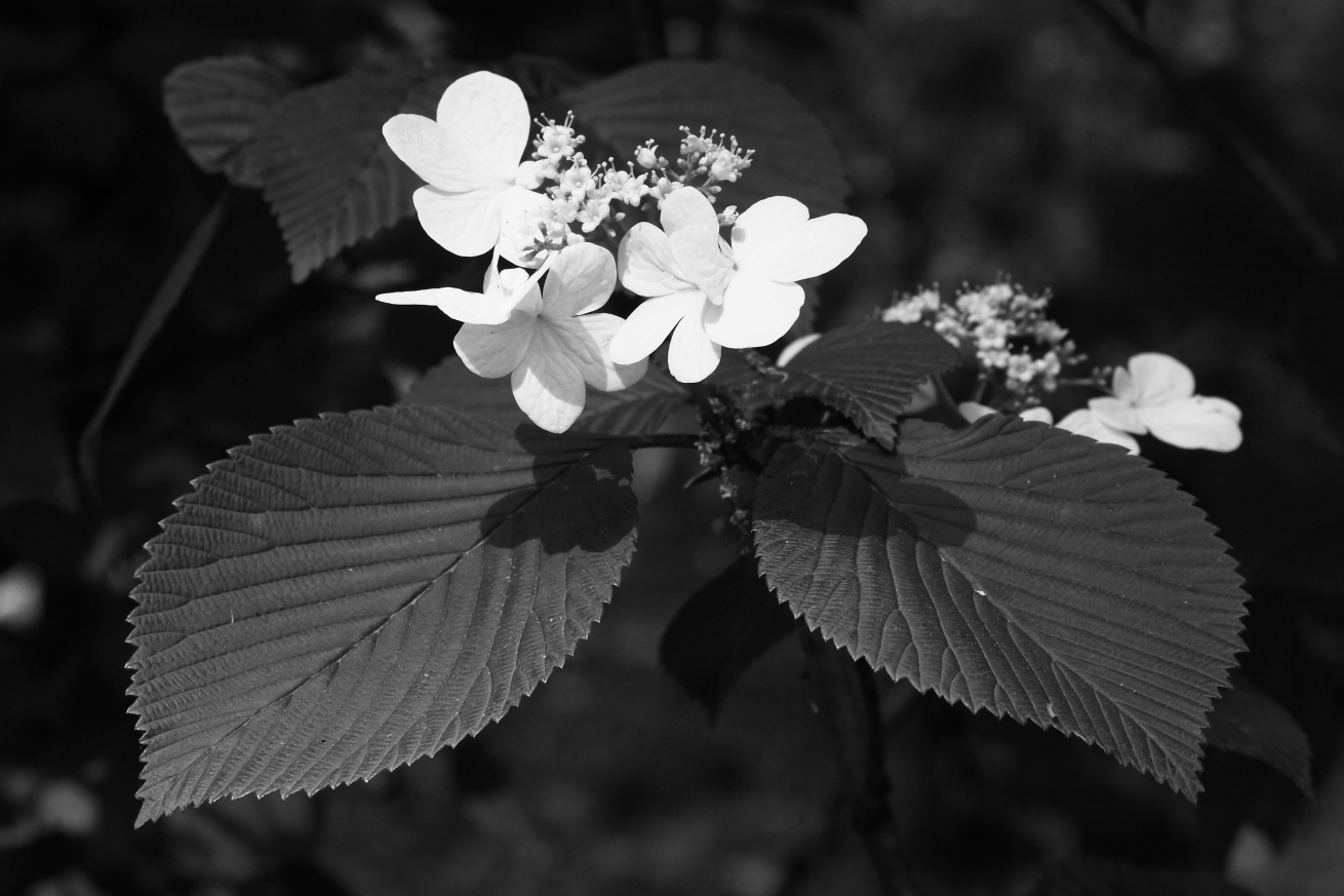 2015 05 20 HTP 000056728ebw